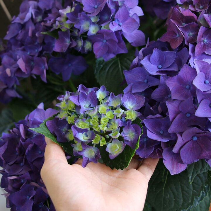 楽天市場 秋色アジサイ 品種 ハイドランジア ディープパープル 8号鉢 アンティーク 紫陽花 あじさい 鉢植え アジサイ 紫陽花 秋色 品種 花うるる 花でうるおう毎日 楽天市場 秋色アジサイ 品種 ハイドランジア ディープパープル 8号鉢 アンティーク 紫陽花 あじさい 鉢植え アジサイ 紫陽花 秋色 品種 花うるる 花でうるおう毎日