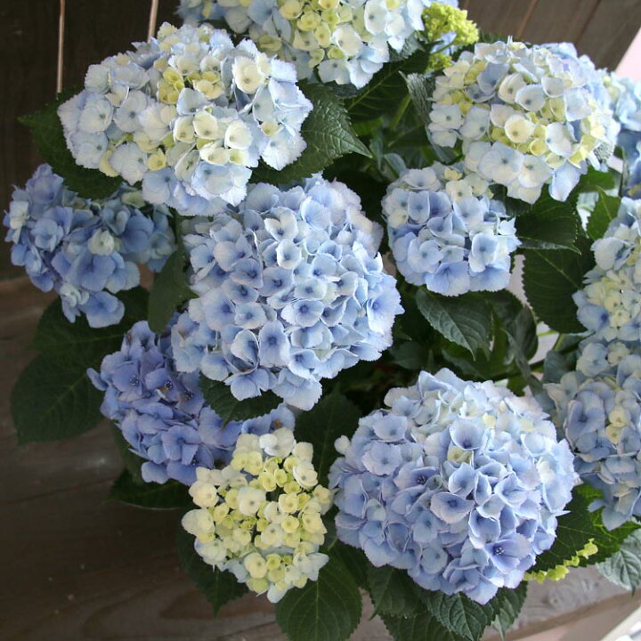 大特価 レア品種 秋色アジサイ 君の名は 10号鉢 紫陽花 ハイドランジア あじさい 鉢植え アジサイ 秋色 品種 ハイドランシア Globescoffers Com
