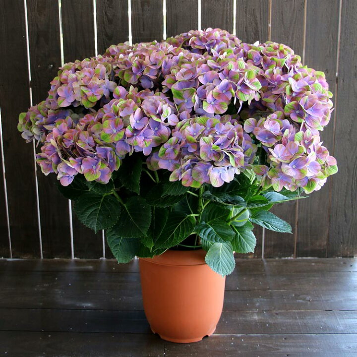 楽天市場 色変わりしながら咲く 秋色アジサイ 品種 ハイドランジア グリーンファイヤー パープル 8号鉢 アンティーク アジサイ あじさい 鉢植え アジサイ 紫陽花 花うるる 花でうるおう毎日