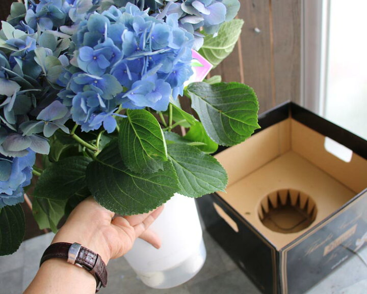 Title 祝開店大放出セール開催中 レア品種 秋色アジサイ 君の名は 10号鉢 紫陽花 ハイドランジア あじさい 鉢植え アジサイ 秋色 品種 ハイドランシア W Tratratores Com Br Title 祝開店大放出セール開催中 レア品種 秋色アジサイ 君の名は 10号鉢 紫陽花 ハイドランジア あじさい 鉢植え アジサイ 秋色 品種 ハイドランシア W Tratratores Com Br