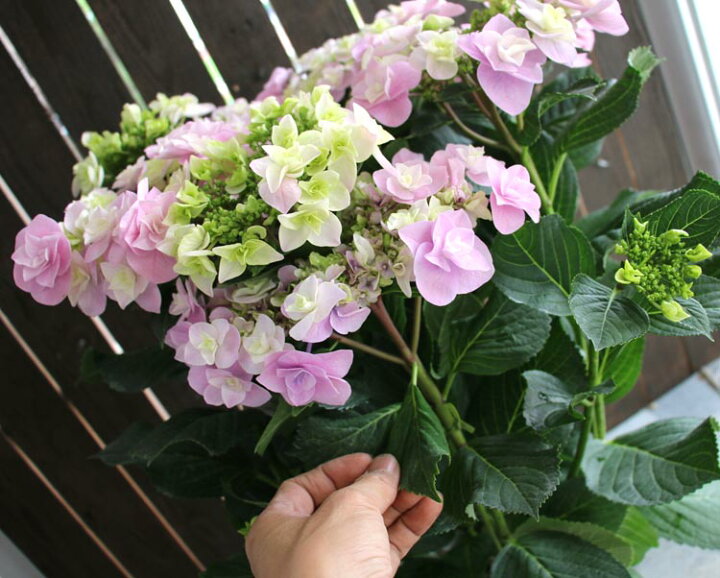 楽天市場 秋色アジサイ 品種 ハイドランジア 巴 ともえ 7号鉢 紫陽花 あじさい 鉢植え アジサイ 紫陽花 秋色 品種 ハイドランジア 花うるる 花でうるおう毎日