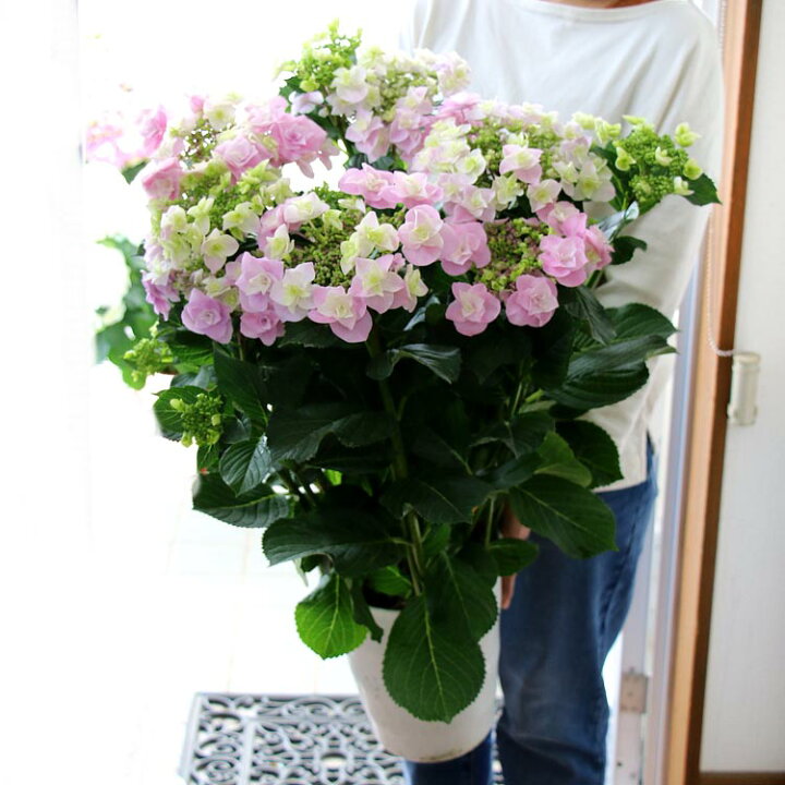 楽天市場 秋色アジサイ 品種 ハイドランジア 巴 ともえ 7号鉢 紫陽花 あじさい 鉢植え アジサイ 紫陽花 秋色 品種 ハイドランジア 花うるる 花でうるおう毎日