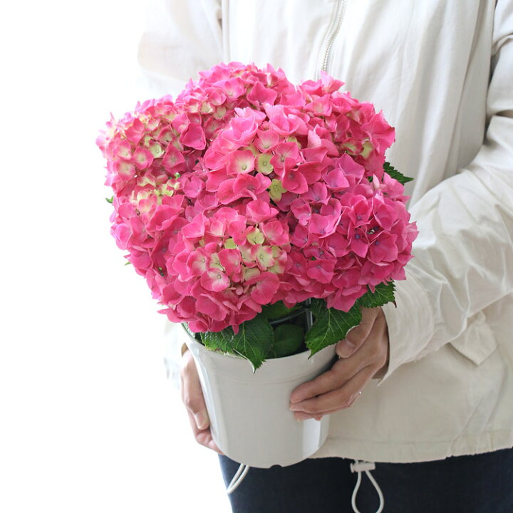 楽天市場 アジサイ 品種 ハイドランジア パリ 5号鉢 ハイドランジア 紫陽花 あじさい 鉢植え アジサイ 紫陽花 品種 花うるる 花でうるおう毎日 楽天市場 アジサイ 品種 ハイドランジア パリ 5号鉢 ハイドランジア 紫陽花 あじさい 鉢植え アジサイ 紫陽花 品種 花うるる 花でうるおう毎日