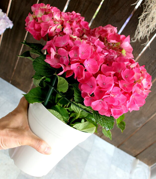 楽天市場 アジサイ 品種 ハイドランジア パリ 5号鉢 ハイドランジア 紫陽花 あじさい 鉢植え アジサイ 紫陽花 品種 花うるる 花でうるおう毎日
