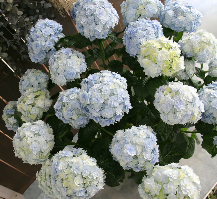 楽天市場 アジサイ 品種 宝山 ８号鉢 アンティーク ハイドランジア 紫陽花 あじさい 鉢植え アジサイ 紫陽花 品種 花うるる 花でうるおう毎日