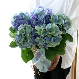 秋色アジサイの匠「鬼木氏」の極レア秋色アジサイ [品種：おまかせ(アドレアなど ] 5号鉢 (アンティーク 秋色 紫陽花 ハイドランジア あじさい 鉢植え 紫陽花 品種