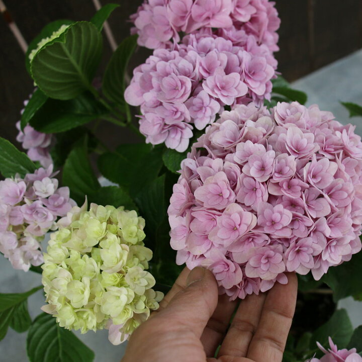 楽天市場 アジサイ 品種 ハイドランジア フェリナ 5号鉢 八重咲 紫陽花 あじさい 鉢植え アジサイ 紫陽花 品種 花うるる 花でうるおう毎日 楽天市場 アジサイ 品種 ハイドランジア フェリナ 5号鉢 八重咲 紫陽花 あじさい 鉢植え アジサイ 紫陽花 品種 花うるる 花でうるおう毎日