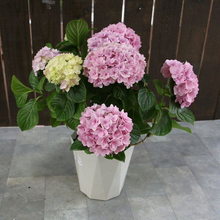 楽天市場 アジサイ 品種 ハイドランジア フェリナ 5号鉢 八重咲 紫陽花 あじさい 鉢植え アジサイ 紫陽花 品種 花うるる 花でうるおう毎日