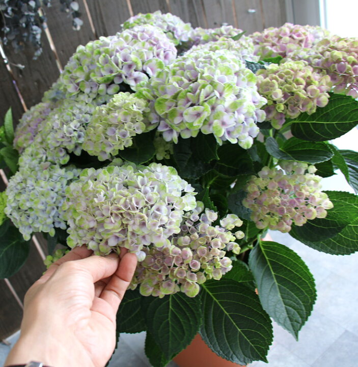 楽天市場 秋色アジサイ 品種 マジカルシリーズ マジカル ハイドランジア マジカルレボリューション レインボー 色変わり中 8号鉢 紫陽花 あじさい 鉢植え アジサイ 紫陽花 秋色 品種 花うるる 花でうるおう毎日 楽天市場 秋色アジサイ 品種 マジカルシリーズ マジカル ハイドランジア マジカルレボリューション レインボー 色変わり中 8号鉢 紫陽花 あじさい 鉢植え アジサイ 紫陽花 秋色 品種 花うるる 花でうるおう毎日