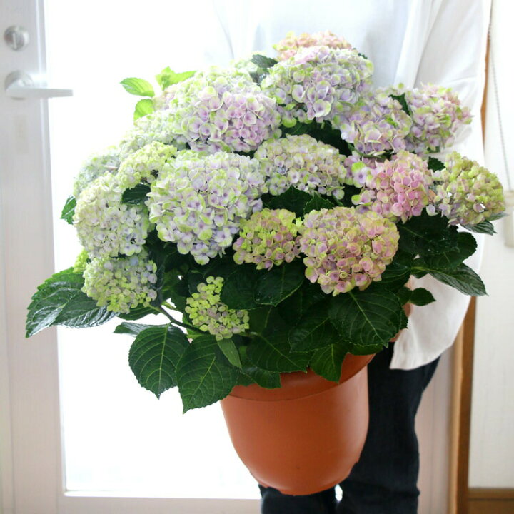 楽天市場 秋色アジサイ 品種 マジカルシリーズ マジカル ハイドランジア マジカルレボリューション レインボー 色変わり中 8号鉢 紫陽花 あじさい 鉢植え アジサイ 紫陽花 秋色 品種 花うるる 花でうるおう毎日 楽天市場 秋色アジサイ 品種 マジカルシリーズ マジカル ハイドランジア マジカルレボリューション レインボー 色変わり中 8号鉢 紫陽花 あじさい 鉢植え アジサイ 紫陽花 秋色 品種 花うるる 花でうるおう毎日