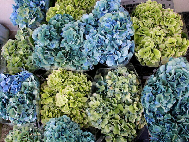 楽天市場 秋色アジサイの匠 鬼木氏 の極レア秋色アジサイ 品種 おまかせ アドレアなど 4 5号鉢 アンティーク 秋色 紫陽花 ハイドランジア あじさい 鉢植え 紫陽花 品種 花うるる 花でうるおう毎日