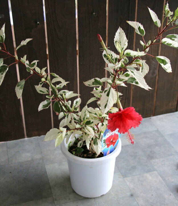 楽天市場】＼レア品種／ハイビスカスの鉢植え「スノーフレーク（斑入り 