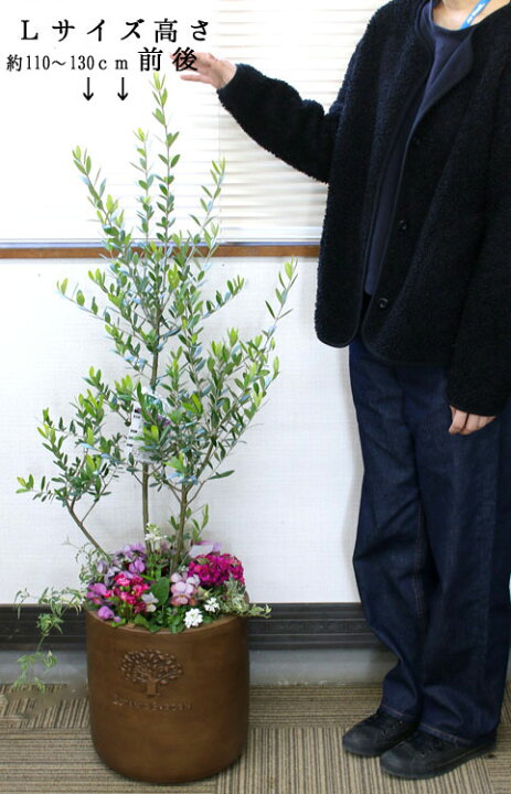 楽天市場】【送料無料】花うるる オリーブの木 寄せ植え 