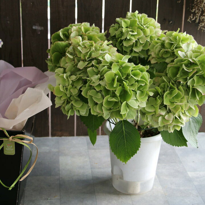 楽天 秋色アジサイの匠 鬼木氏 の極レア秋色アジサイ 品種 おまかせ アドレアなど 4amp 5号鉢 アンティーク 秋色 紫陽花 ハイドランジア あじさい 鉢植え Rmladv Com Br 楽天 秋色アジサイの匠 鬼木氏 の極レア秋色アジサイ 品種 おまかせ アドレアなど 4amp 5号鉢 アンティーク 秋色 紫陽花 ハイドランジア あじさい 鉢植え Rmladv Com Br