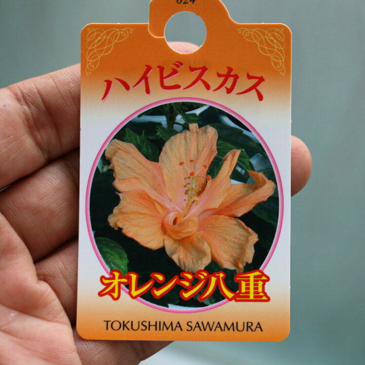 楽天市場 珍しい八重咲きハイビスカス４色から ハイビスカス 八重咲 鉢植え 各色 イエロー レッド ホワイト オレンジ ５号鉢 高さ約40 50cm 誕生日 結婚祝い カード付きok 花鉢 花うるる 花でうるおう毎日