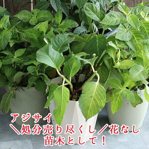 アンティーク アジサイ 生花の人気商品 通販 価格比較 価格 Com