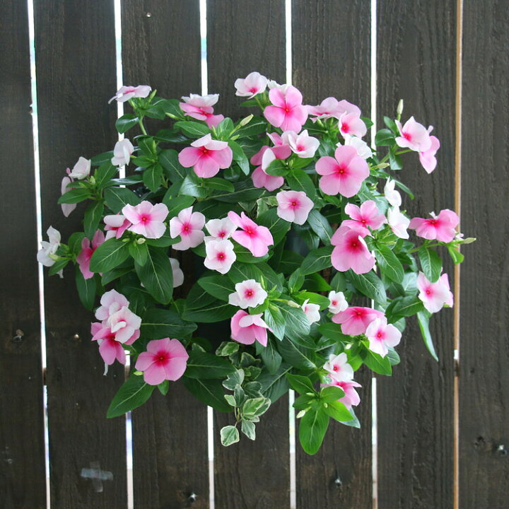 楽天市場 花うるるのハンギング寄せ植え ニチニチソウ ストロベリー シンプル10株植え 開花期 5 11月 ビンカ 寄せ植え 夏 ギフト フラワー 玄関 ガーデニング セット 苗 ハンギングバスケット 花うるる 花でうるおう毎日 楽天市場 花うるるのハンギング寄せ植え ニチニチソウ ストロベリー シンプル10株植え 開花期 5 11月 ビンカ 寄せ植え 夏 ギフト フラワー 玄関 ガーデニング セット 苗 ハンギングバスケット 花うるる 花でうるおう毎日