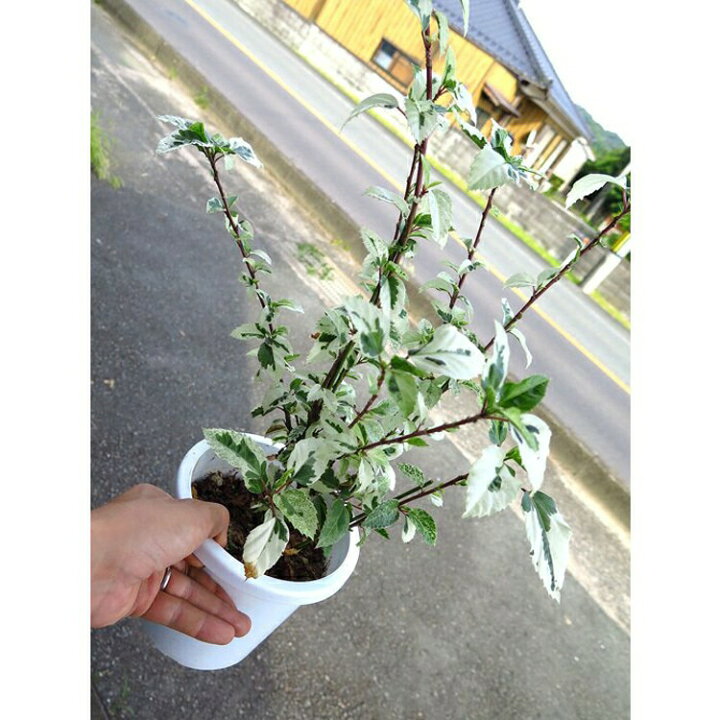 楽天市場】＼レア品種／ハイビスカスの鉢植え「スノーフレーク（斑入り 