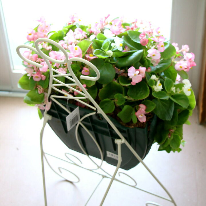 正規店 ベゴニアのハンギング寄せ植え ピーチ シンプル 開花期間 春から晩秋まで 玄関 寄せ植え セット ギフト 花 寄植え 鉢植え 壁掛け ハンギング 春 夏 通販