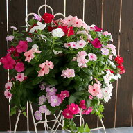 【Lサイズ】ニチニチソウの花うるるハンギング寄せ植え [カラフルMIX プレミアム] 開花期間:春から晩秋ま…