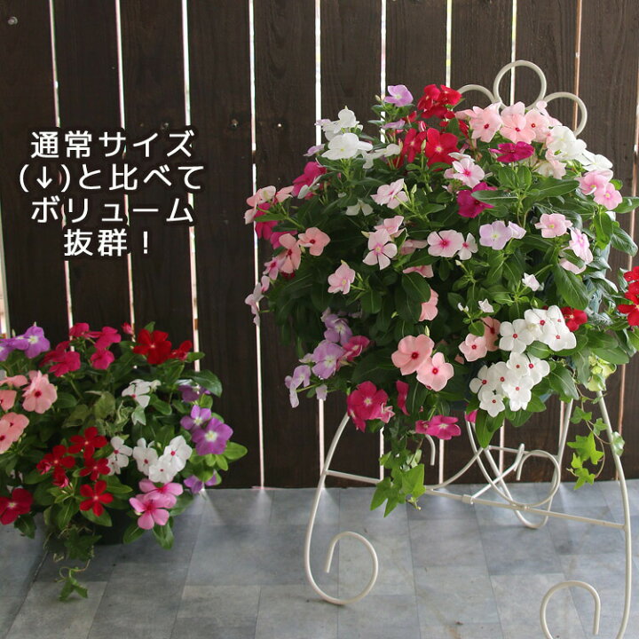 Lサイズ ニチニチソウのハンギング寄せ植え カラフルmix ギフト セット ハンギング プレミアム 壁掛け 夏 寄せ植え 寄植え 玄関 秋 花 通販 鉢植え 好評受付中 カラフルmix