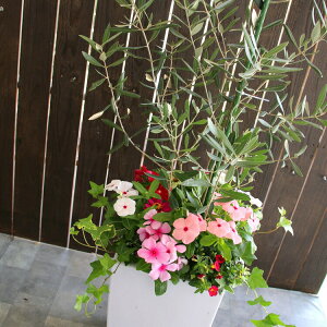 玄関 鉢植え 木の人気商品 通販 価格比較 価格 Com
