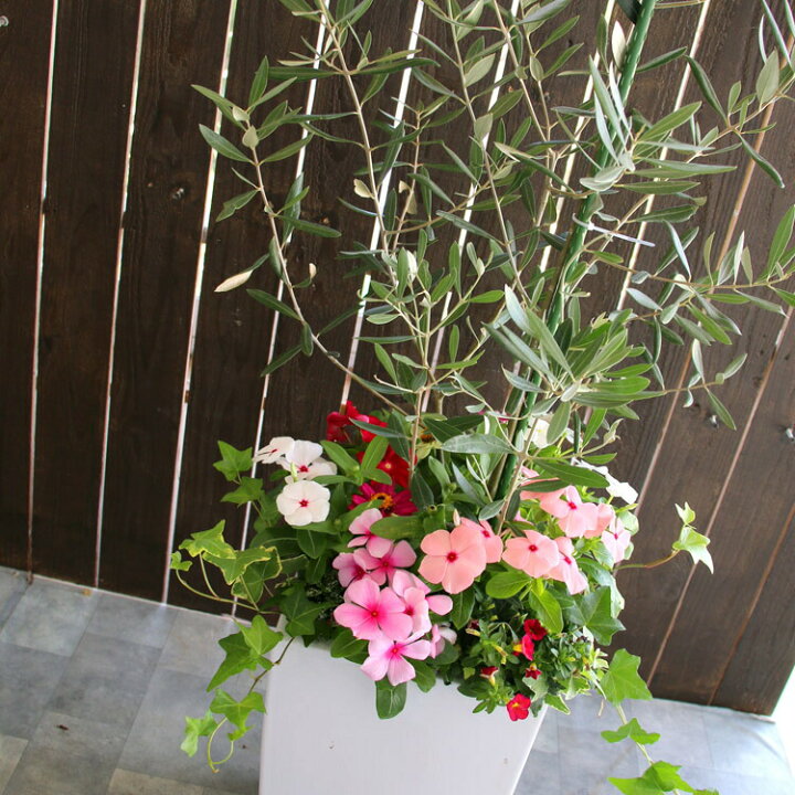 楽天市場 送料無料 オリーブの木 季節の花を寄せ植え 高さ100cm 130cm前後 個体差あり オリーブ 鉢植え 開店祝い 店舗 メインツリー シンボルツリー 寄せ植え 玄関先 おしゃれ フラワー ギフト ガーデニング セット 贈り物 鉢 誕生日 ギフト 新築祝いなどに