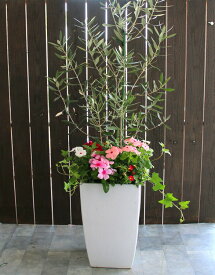 「 オリーブの木 〜＼花うるる おまかせ／季節の寄せ植えセット(高さ100cm〜130cm前後・個体差有)」オリーブ 鉢植え 苗木 観葉植物 常緑 店舗 玄関 シンボルツリー お祝い 開店祝い 花 花以外 結婚祝い 新築祝い 引っ越し祝い 開業祝い 誕生日 ギフト プレゼント 女性 男性