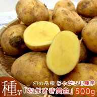 幻の品種!? 希少入荷 夏植え 秋植え じゃがいも 種イモ「ながさき黄金(ナガサキコガネ)500g」(長崎県産) …