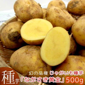 幻の品種!? 希少入荷 再販無し 夏植え 秋植え じゃがいも 種イモ「ながさき黄金(ナガサキコガネ)500g」(長崎県産) 種 ばれいしょ ジャガイモ 種イモ 家庭菜園 苗 夏 じゃがいも じゃが芋 種芋 種いも いも 芋 馬鈴薯 マツコの知らない世界