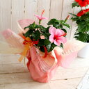 ハイビスカス 鉢植え[パラダイス] (5号鉢・高さ約50cm前後) ( サマー ギフト プレゼント 鉢植え お中元 誕生日 結婚祝い 花鉢 開業祝い 髪飾り ハイビスカス苗 花 屋外 苗 鉢植え ハイビスカスの花 飾り 鉢 ハイビスカス 鉢花