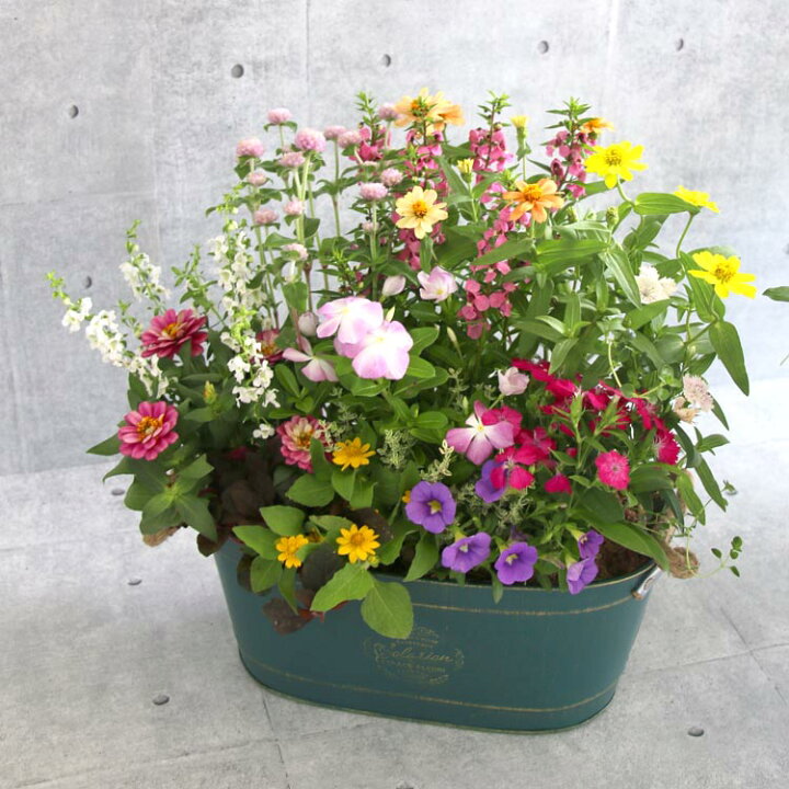 楽天市場 送料無料 ブリキ製プランター寄せ植え 花うるるおまかせアレンジinブリキプランター 選べるプランター 横長 寄せ植え ギフト 玄関 鉢植え セット 春 新築祝い フラワーギフト 誕生日 プレゼント 女性 友人 40代 50代 60代 70代 80代 花 新築祝い 楽天市場 送料無料 ブリキ製プランター寄せ植え 花うるるおまかせアレンジinブリキプランター 選べるプランター 横長 寄せ植え ギフト 玄関 鉢植え セット 春 新築祝い フラワーギフト 誕生日 プレゼント 女性 友人 40代 50代 60代 70代 80代 花 新築祝い