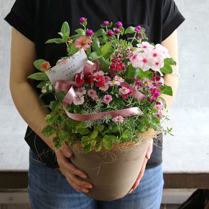 楽天市場 敬老の日 花 寄せ植え 送料無料 花 うるるの敬老の日アレンジver S 寄せ植え おしゃれ 玄関 ベランダ 祖母 ガーデニング プレゼント ギフト 鉢植え 秋 寄植え 敬老 フラワー 花うるる 花でうるおう毎日
