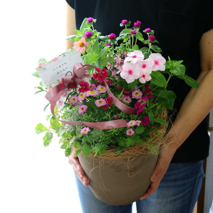 楽天市場 敬老の日 花 寄せ植え 送料無料 花 うるるの敬老の日アレンジver S 寄せ植え おしゃれ 玄関 ベランダ 祖母 ガーデニング プレゼント ギフト 鉢植え 秋 寄植え 敬老 フラワー 花うるる 花でうるおう毎日