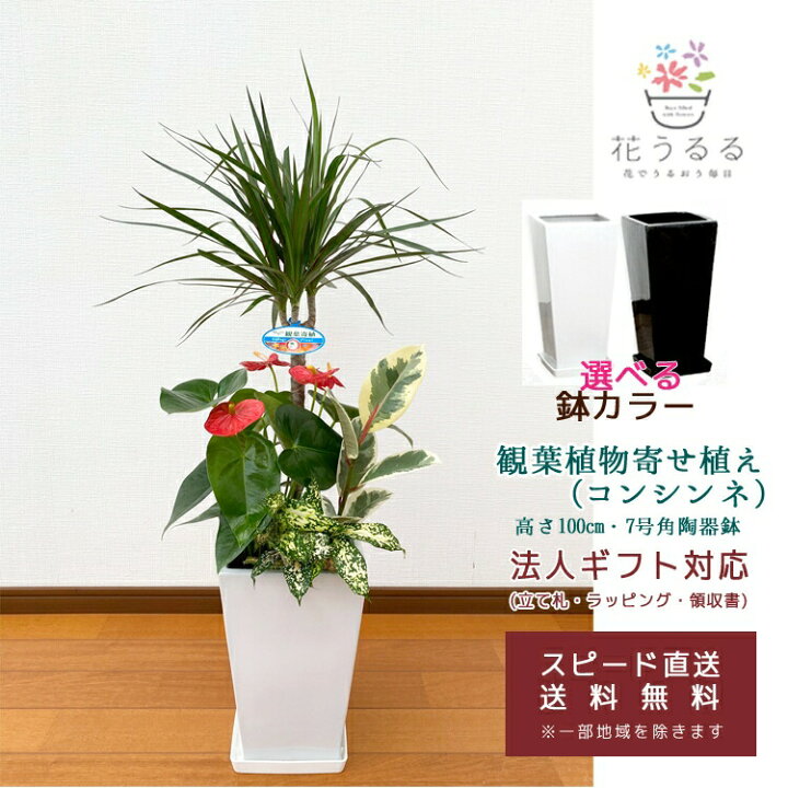 観葉植物 寄せ植え ユッカ 10号角高陶器鉢 紅白アンスリューム入 新築祝い 開店祝い 人気 ディズニープリンセスのベビーグッズも大集合