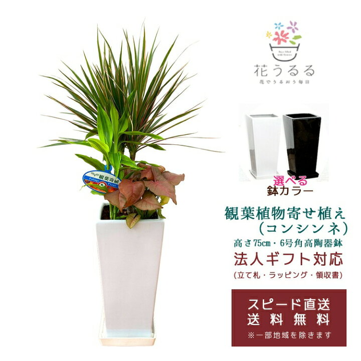 楽天市場 観葉植物 寄せ植え コンシンネ 6号角高陶器鉢 白黒 高さ約75cm Kan Yosec06 開店祝い 新築祝い 誕生日プレゼント 引越祝い インテリア 送料無料 花うるる 花でうるおう毎日 楽天市場 観葉植物 寄せ植え コンシンネ 6号角高陶器鉢 白黒 高さ約75cm Kan Yosec06 開店祝い 新築祝い 誕生日プレゼント 引越祝い インテリア 送料無料 花うるる 花でうるおう毎日