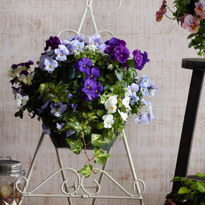 楽天市場 数量限定 新発売 送料無料 ビオラのハンギングバスケット寄せ植え しずく シンプル 開花期 今から初夏まで ハンギング 寄せ植え 春 冬 セット ギフト 花 フラワー 花うるる 花でうるおう毎日