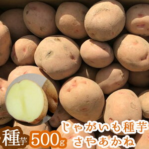 じゃがいも 種の人気商品 通販 価格比較 価格 Com