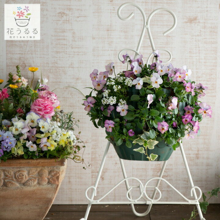 楽天市場 送料無料 ビオラのハンギングバスケット寄せ植え ビビ ピンクアンティーク シンプル 開花期 今から初夏まで 寄せ植え ギフト 玄関 鉢植え セット 冬 春 新築祝い フラワーギフト 誕生日 プレゼント 女性 友人 花 結婚記念日 おしゃれ 卒業 ビオラ 花