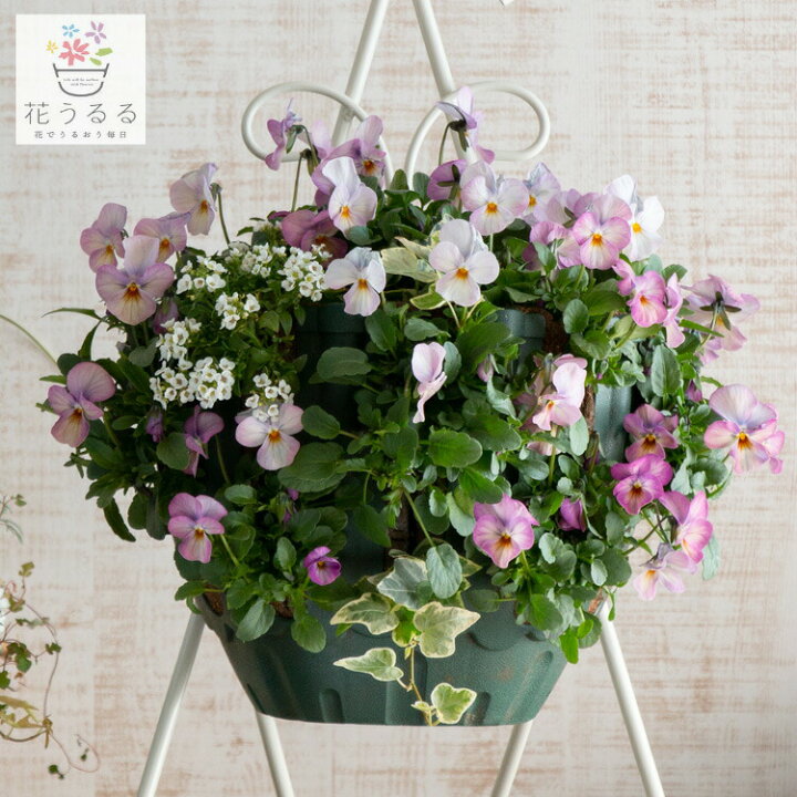 楽天市場 送料無料 ビオラのハンギングバスケット寄せ植え ビビ ピンクアンティーク シンプル 開花期 今から初夏まで 寄せ植え ギフト 玄関 鉢植え セット 冬 春 新築祝い フラワーギフト 誕生日 プレゼント 女性 友人 花 結婚記念日 おしゃれ 卒業 ビオラ 花