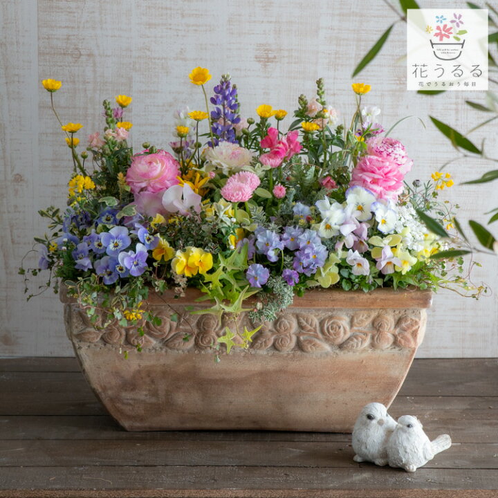 楽天市場 送料無料 春の寄せ植え 春色プレミアム テラコッタ 開花期 5月 花束 鉢植え ギフト プレゼント 新築祝い 結婚祝い 誕生日 豪華 花うるる 花でうるおう毎日 楽天市場 送料無料 春の寄せ植え 春色プレミアム テラコッタ 開花期 5月 花束 鉢植え ギフト プレゼント 新築祝い 結婚祝い 誕生日 豪華 花うるる 花でうるおう毎日