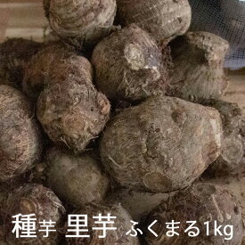 春植え 種芋「 里芋 ふくまる 1kg (熊本県産)」 里芋 種芋 サトイモ さといも 里芋種 苗 家庭菜園 苗