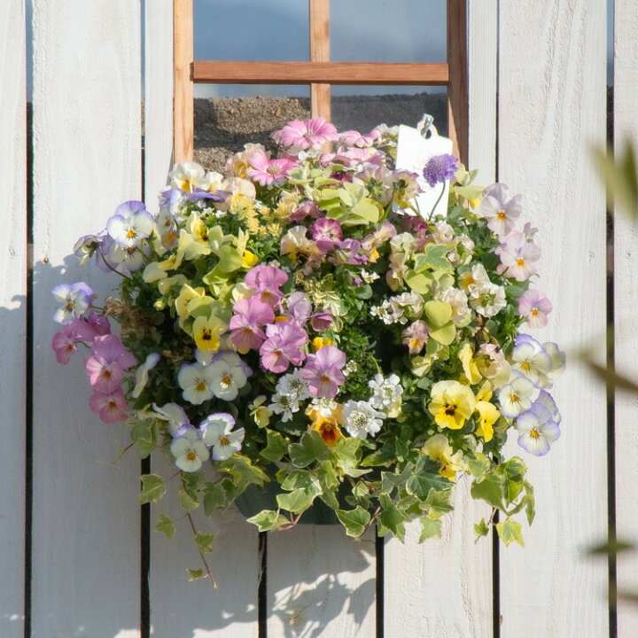 楽天市場 今年も限定販売 豪華ビオラのハンギング 寄せ植え 春色パステル 寄せ植え ハンギングバスケット おしゃれ ギャザリング ギフト 鉢 セット 冬 春 玄関先 花うるる 花でうるおう毎日