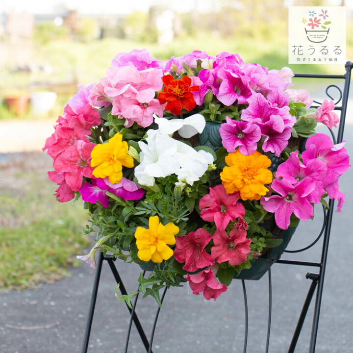 楽天市場 送料無料 ｌサイズ ペチュニアのハンギングバスケット 寄せ植え プレミアム 開花期間 約0日 母の日 寄せ植え プレゼント ギフト 鉢植え おしゃれ 珍しい 花 送料無料 ハンギング 苗 春 夏 玄関 花うるる 花でうるおう毎日
