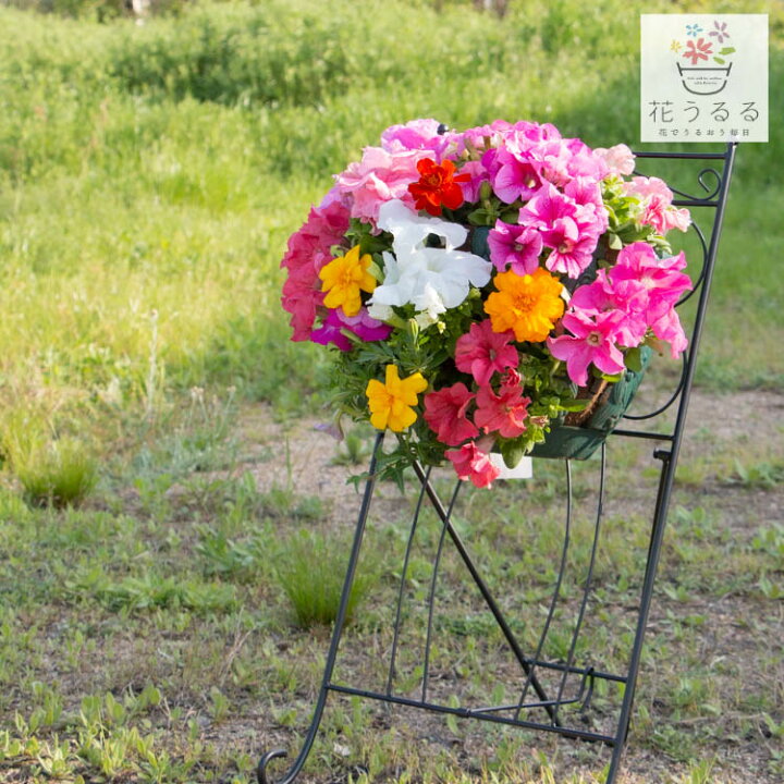楽天市場 送料無料 ｌサイズ ペチュニアのハンギングバスケット 寄せ植え プレミアム 開花期間 約0日 母の日 寄せ植え プレゼント ギフト 鉢植え おしゃれ 珍しい 花 送料無料 ハンギング 苗 春 夏 玄関 花うるる 花でうるおう毎日