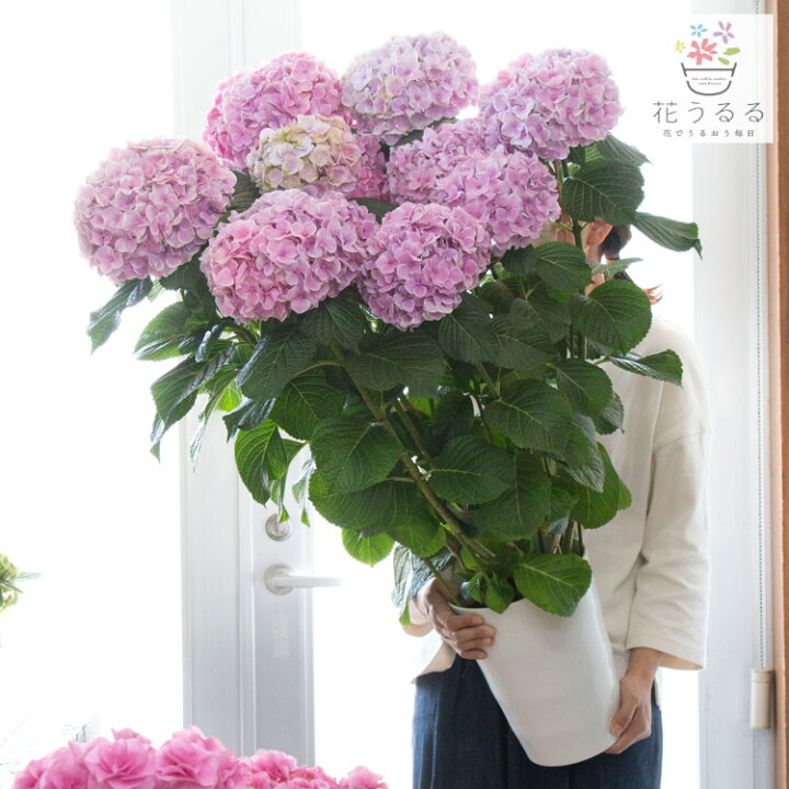 楽天市場 レア品種 アジサイ 品種 ハイドランジア 太陽と月 7号鉢 紫陽花 あじさい 鉢植え アジサイ 紫陽花 秋色 品種 ハイドランジア 花うるる 花でうるおう毎日 楽天市場 レア品種 アジサイ 品種 ハイドランジア 太陽と月 7号鉢 紫陽花 あじさい 鉢植え アジサイ 紫陽花 秋色 品種 ハイドランジア 花うるる 花でうるおう毎日