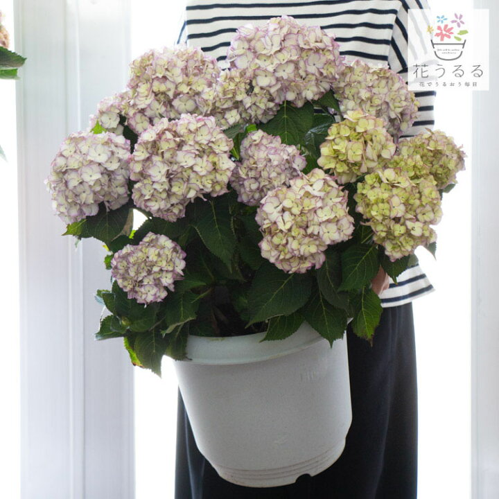 バースデー 記念日 ギフト 贈物 お勧め 通販 秋色アジサイ 品種 ハイドランジア シルクサファイヤ ８号鉢 紫陽花 あじさい 鉢植え アジサイ 秋色 品種 Thisissesame Com