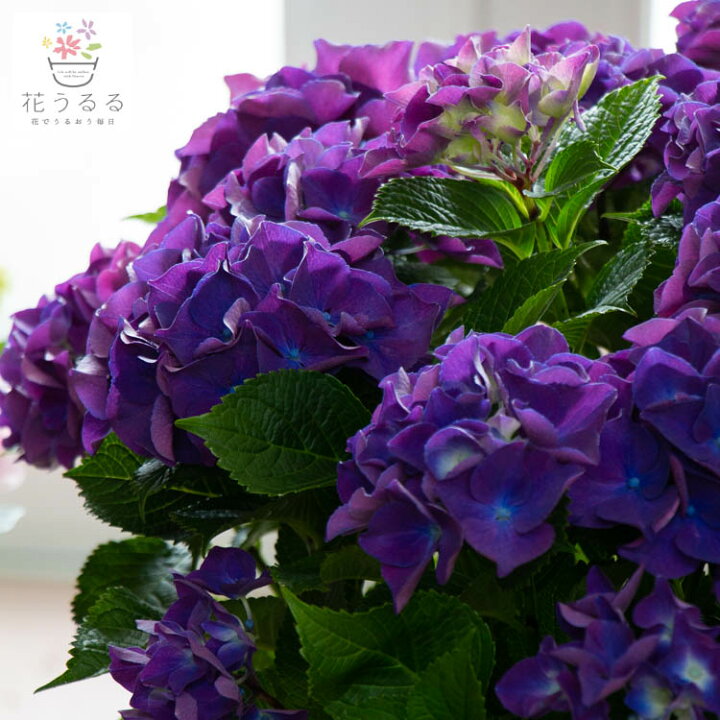 贈与 ドイツで育成のレア品種 秋色アジサイ 品種 シティーライン ベネチア 5号鉢 アンティーク 秋色 紫陽花 ハイドランジア あじさい 鉢植え 品種 Klvbuilder Com