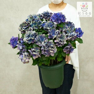 生花 秋色の人気商品 通販 価格比較 価格 Com