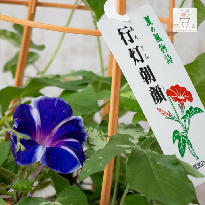 楽天市場 朝顔 アサガオ の行燈 あんどん 仕立て 陽伯 花色おまかせ 6号鉢 あさがお 種 鉢植え 苗 鉢 お中元 花うるる 花でうるおう毎日